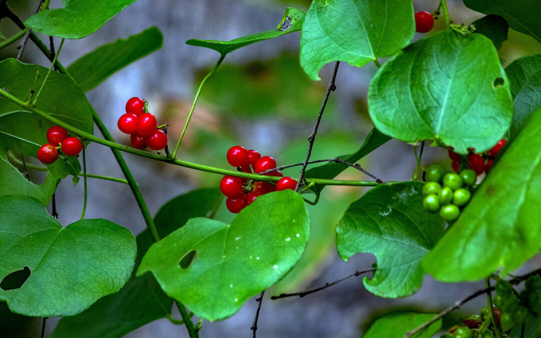 The Miracle of the Margil Vine: A Christmas Tale from the San Antonio Missions