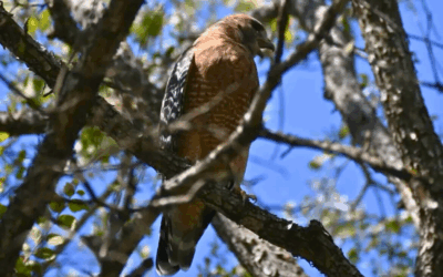 Pilgrimage Among Creation: Discovering the Wildlife of the San Antonio Missions